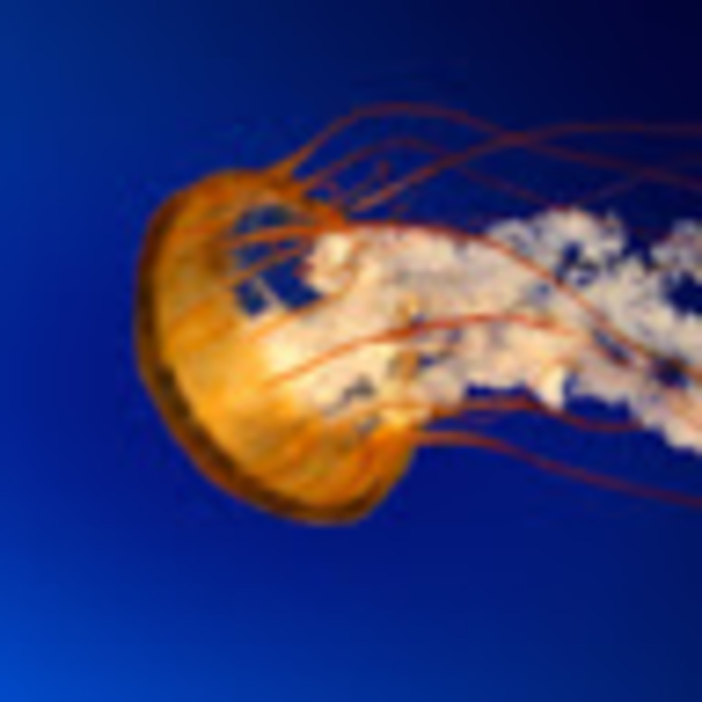 Meet your Posher, Mr